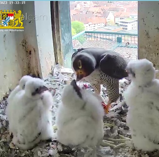 Screenshot_20230425-193337~2