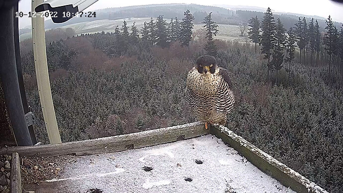 Frieda ist wieder da