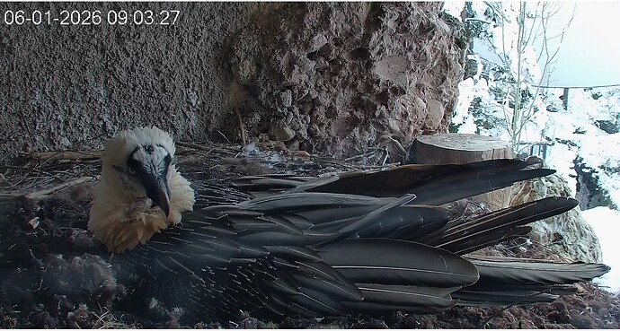 Hans 0rdnet Nest 1 06.01.26