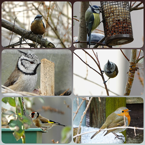 collage