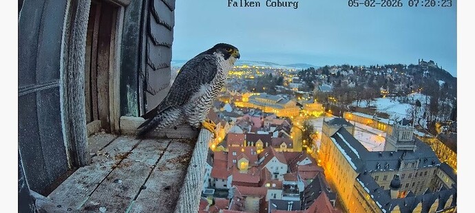 Screenshot_2026-02-05-07-20-25-748_com.android.chrome~2