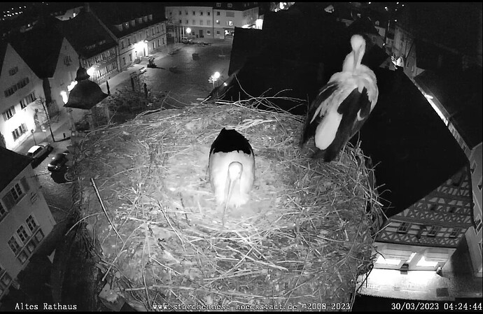 Bild