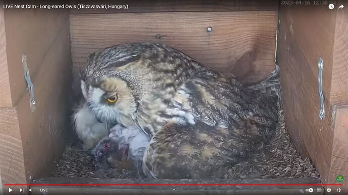 WOHR_230416_Leo_feed