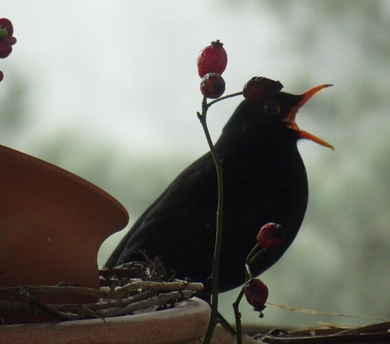 Amsel