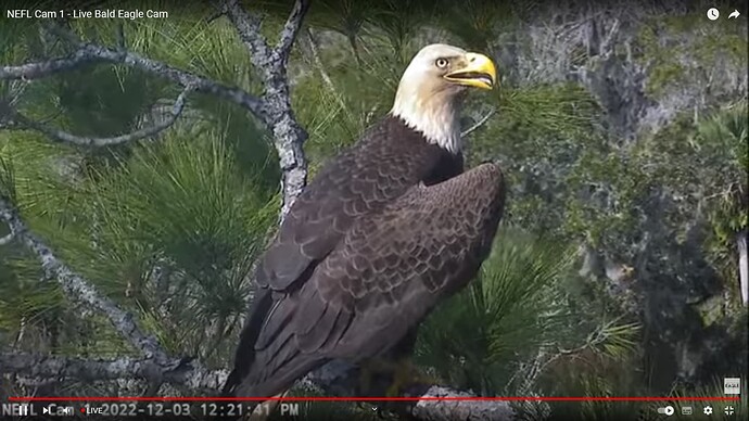 NEFL_221203_new_mate