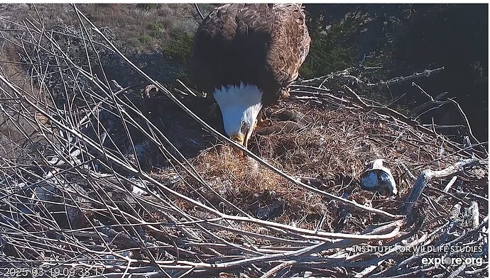 Screenshot 2025-03-19 174004