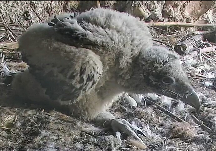 Screenshot_2024-04-13-18-56-01-812_com.android.chrome