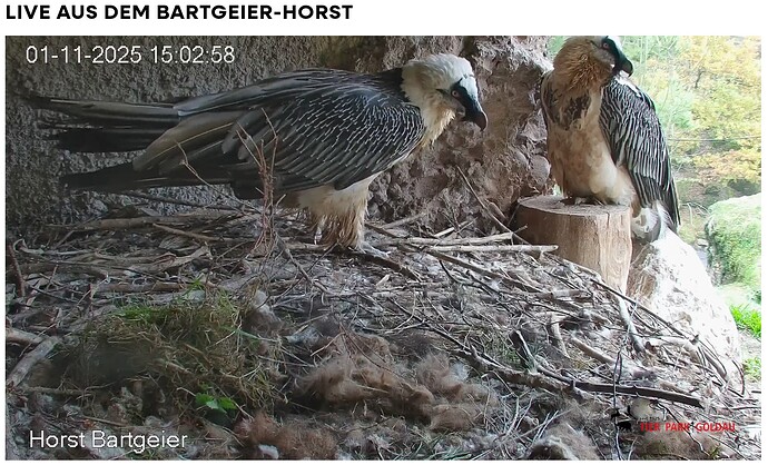 Screenshot_20251101-150411~2