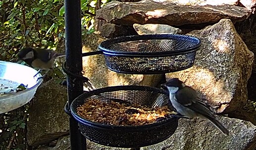 Wählerische Kohlis 24.06.24
