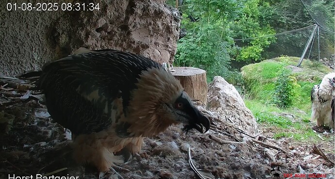 Hans weckt Mascha 01.08.25