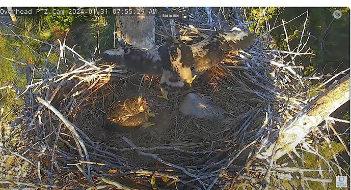 Screenshot 2024-01-31 151438