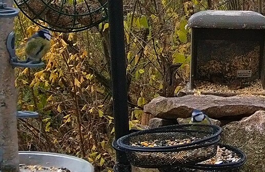 Blaue und 2 Mäuslein 01.12.24