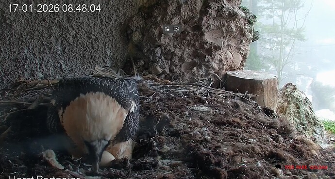 Mascha kommt 17.01.26