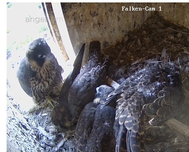 Screenshot_20250523_205046_Samsung Internet