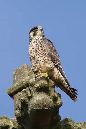 Jungfalke 4a