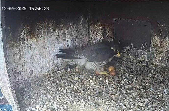 VideoCapture_20250413-165740
