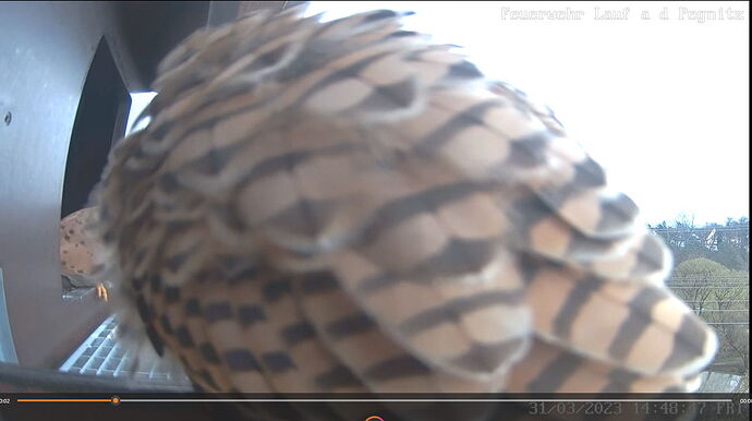 Snap_2023.03.31_14h53m32s_021_