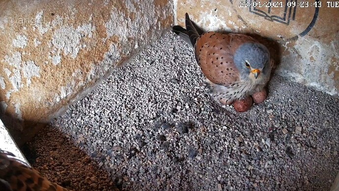 Screenshot_20240423_092402_Chrome