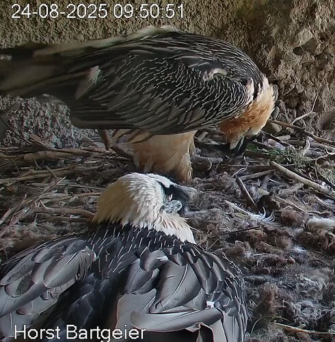 Screenshot_2025-08-24-09-51-57-190_com.android.chrome