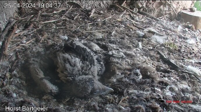 Screenshot_20240425_190547_Chrome