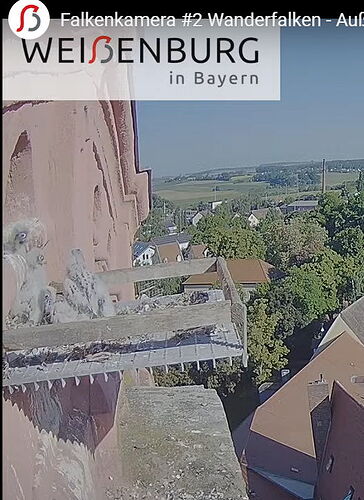 Snap_2025.05.19_08h22m15s_002_