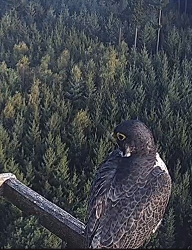 Screenshot_20230914_182242_Chrome