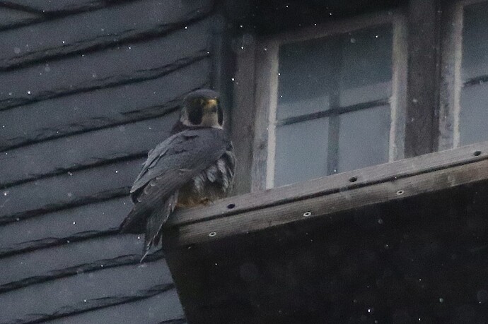 Wanda im Regen 2