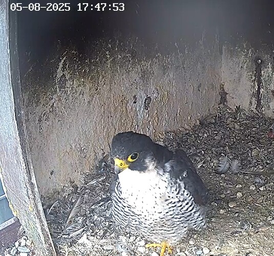 Screenshot_2025-08-05-18-42-21-758_com.android.chrome