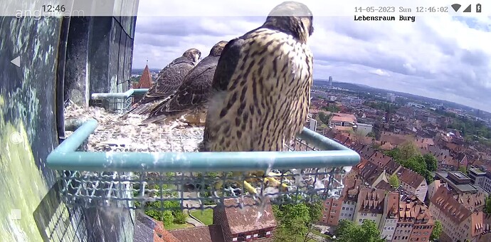 Screenshot_20230514-124625~2