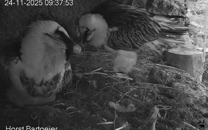 Besuch von H 24.11.25