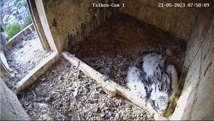 Snap_2023.05.21_07h58m43s_004_