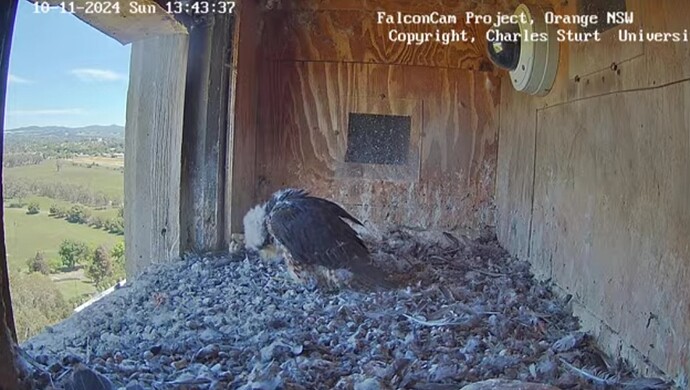 Screenshot_20241110_034358_Chrome