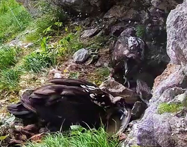 Screenshot_2025-06-15-08-43-52-414_com.android.chrome