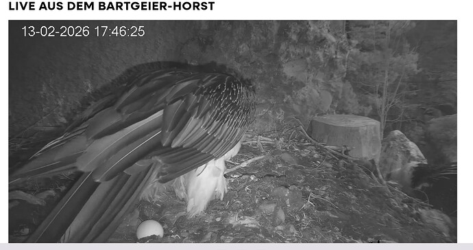 Screenshot_20260213-174728~2