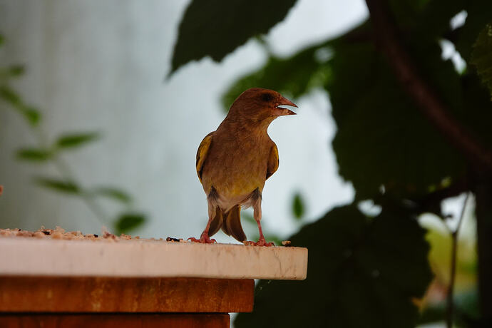 DSC04061