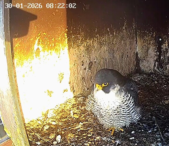 Screenshot_2026-01-30-08-17-15-466_com.android.chrome~2