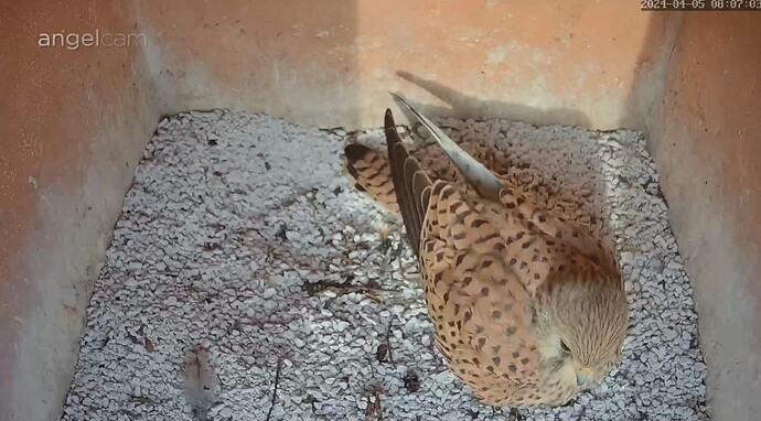 Screenshot_20240405_080726_Samsung Internet