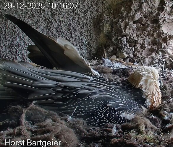 Screenshot_2025-12-29-10-17-12-166_com.android.chrome~2