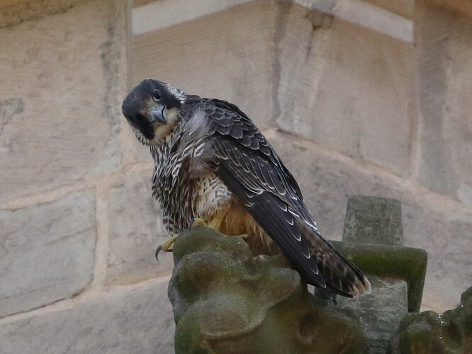 Jungfalke 3
