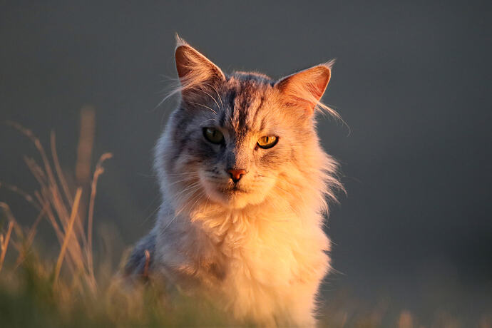 Hofgarten-Katze 3a