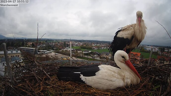 2023-04-17 10_58_27-LIVE Storchennest Freilassing - YouTube und 6 weitere Seiten - Persönlich – Micr