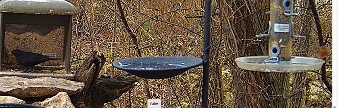 Amselmann und Robin 29.02.24