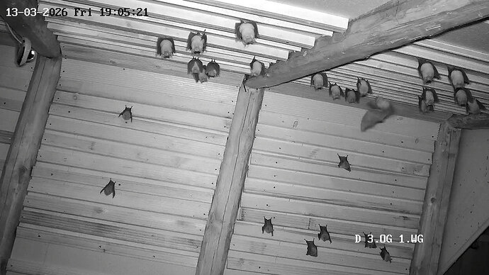 2026-03-13_2 ab 19.00 Hufis zurück