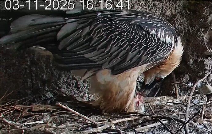 M mit Beute 2 03.11.25