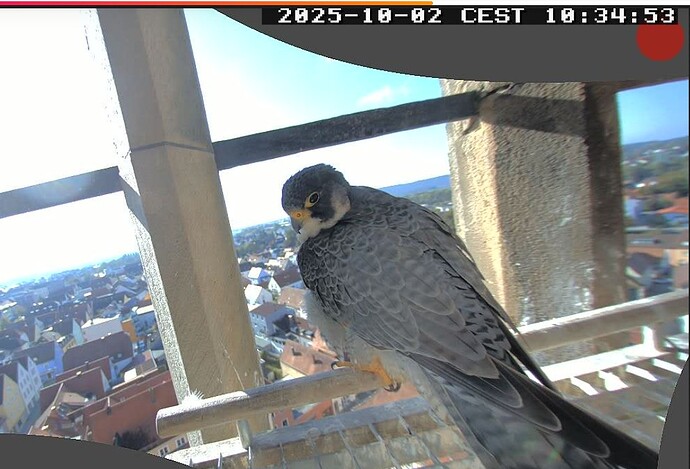 Screenshot_20251002-103456_Firefox~2