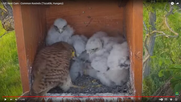 tfhu_230603_6chicks_w_feed