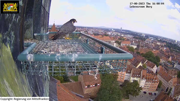 wfn_230817_Burgi