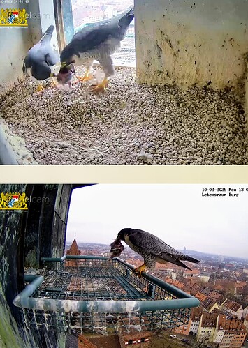 Screenshot_2025-02-10-13-02-06-582_com.android.chrome