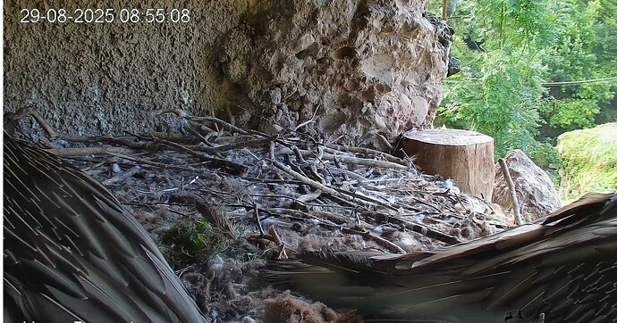 Hans bleibt z.H. 29.08.25