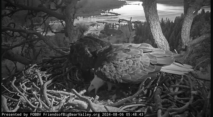 Screenshot_20240807_000653_YouTube